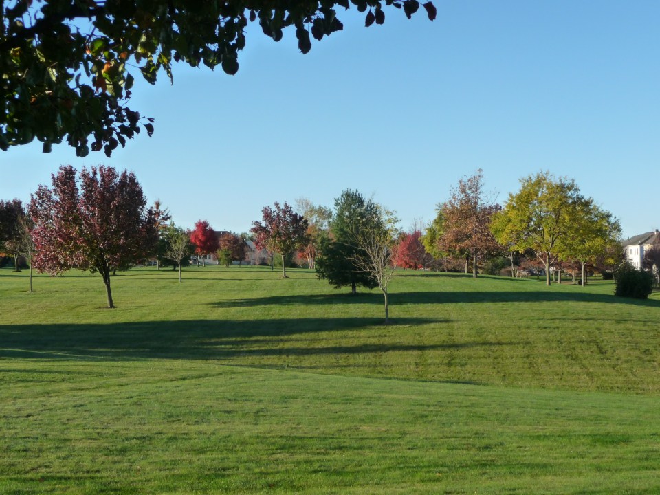 Trees in Fall colors, my backyard