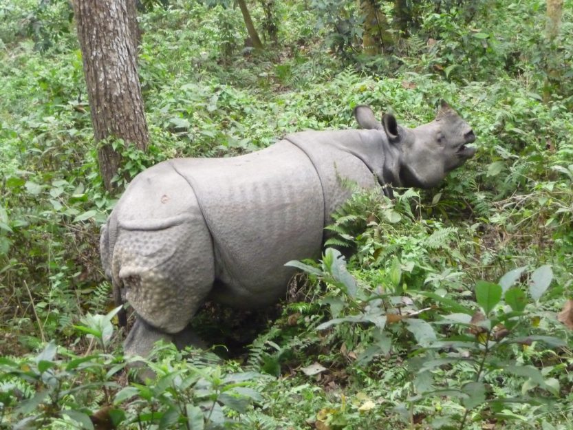 Indian rhino, Chitwan Park, Nepal