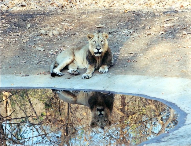 The Asian Lion at a Waterhole
