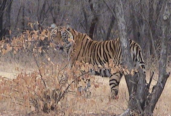 tiger Ranthambhore