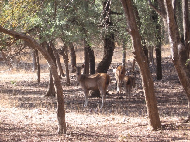 Deer watching out for predators.