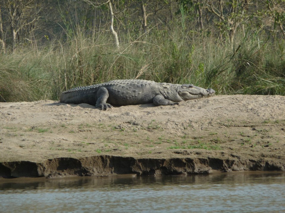 A crocodile, Chitwan, Nepal.