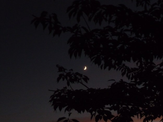 The crescent moon peeking through the trees. Photo: Ranjan Mukherjee
