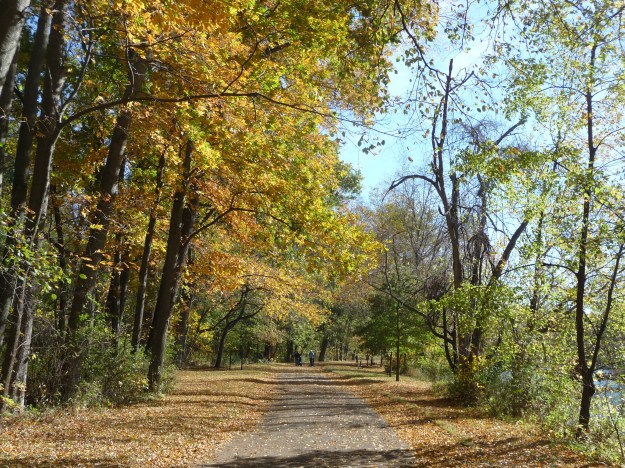 A walk in the Fall woods