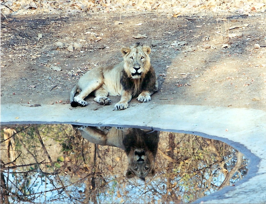 Asian lion in Gir Forest, India