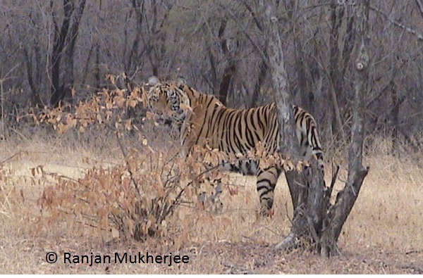 Tiger seen in Ranthambhore, India