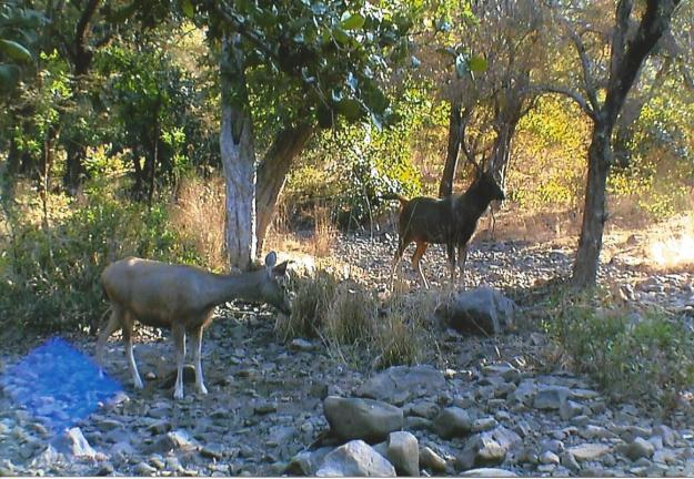 A herd of nervous deer