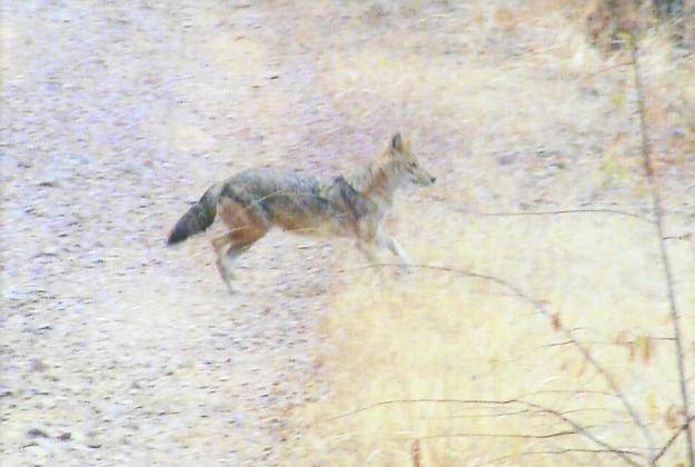 A jackal in Ranthambhore.