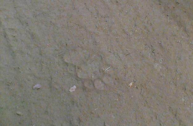 Footprint of a tiger.