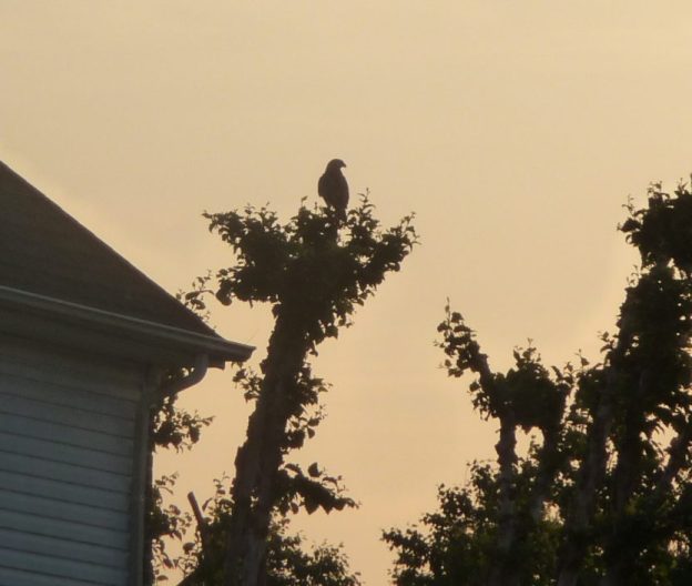 Falcon in a tree, waiting for the rabbit to reappear