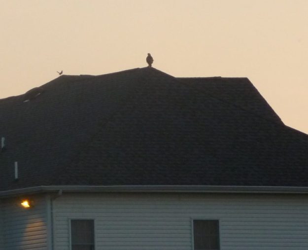 Falcon perched on roof