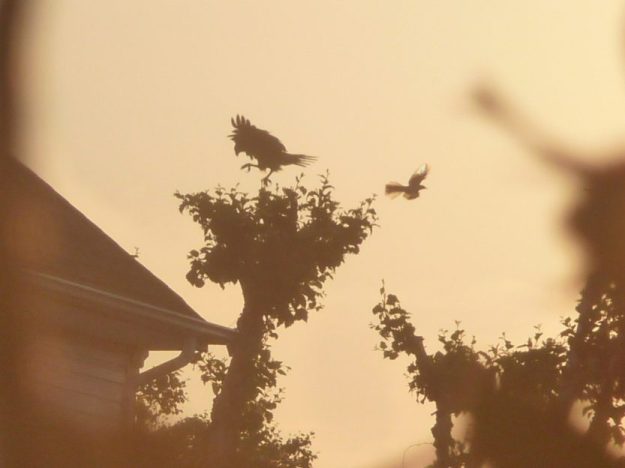 Falcon harassed by a mockingbird