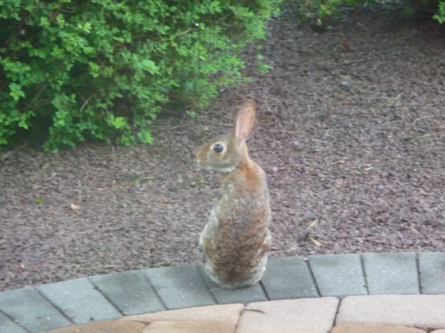 The rabbit looking me in the eye