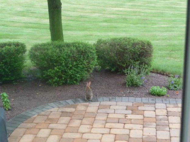 The rabbit on my patio, contemplative