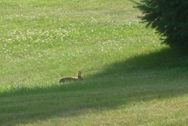 Rabbit, the winner, at home under the tree, again