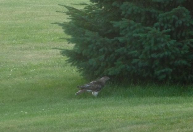 The falcon under the pine tree, looking for the rabbit