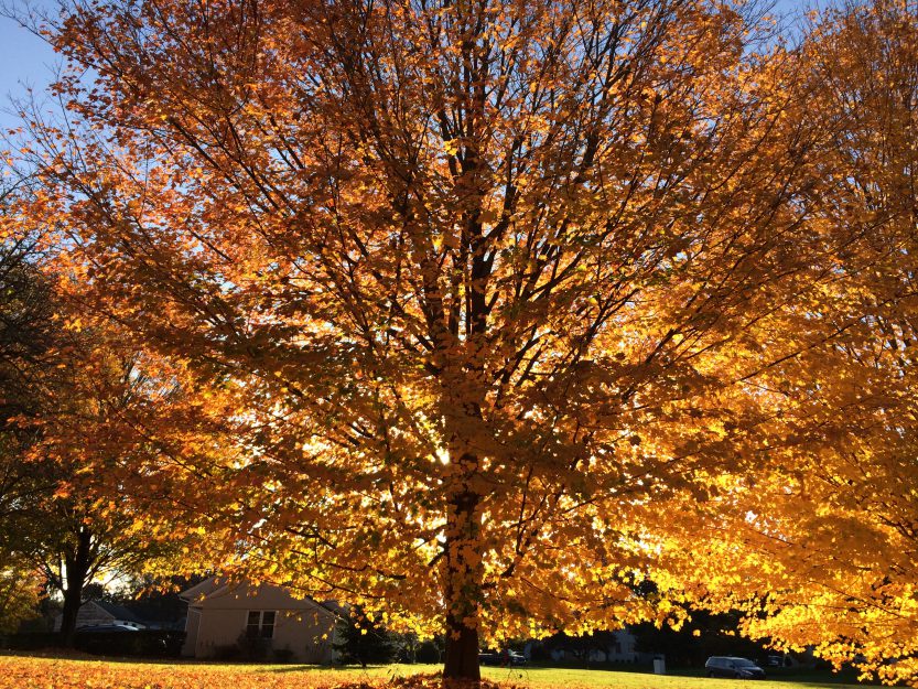 Tree in fall colors, dazzling yellow