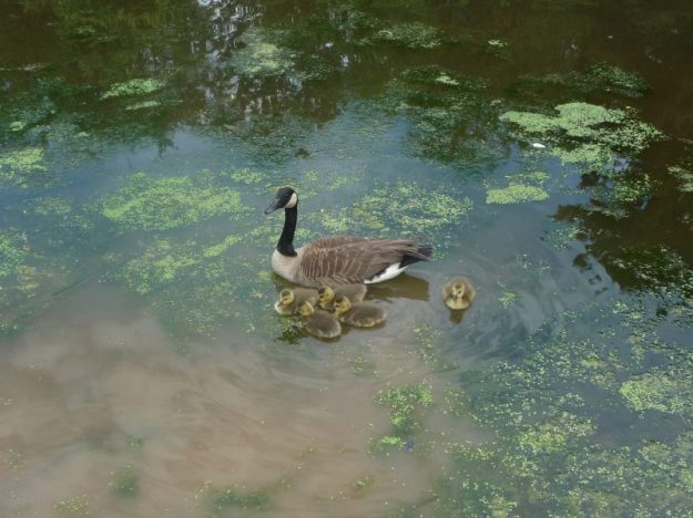 Canadian goose with chicks