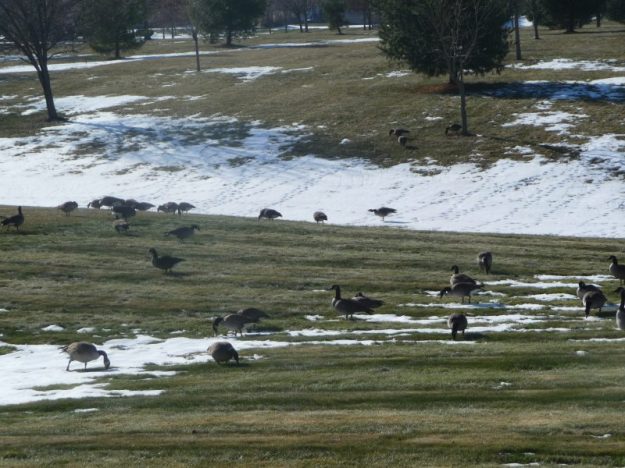Canadian geese foraging on our lawns