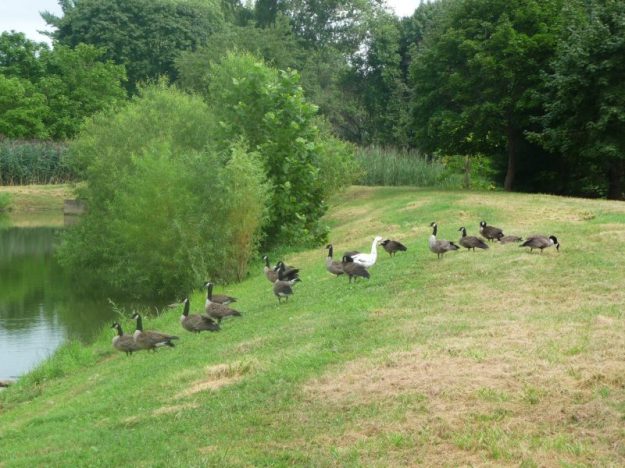 A white Canadian Goose in a regular flock