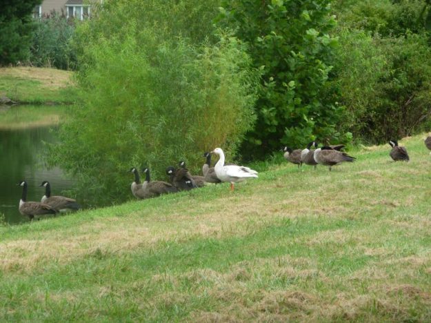 A white Canadian goose in a flocka