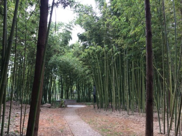 Bamboo grove, a tranquil spot