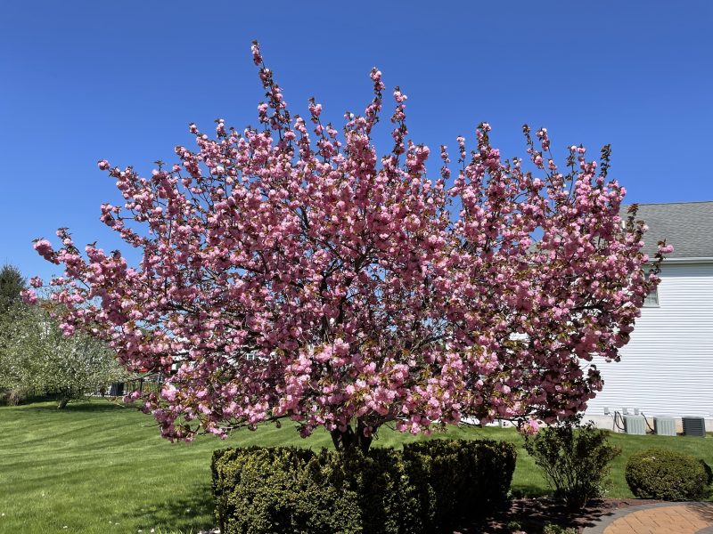 My Japanese cherry tree in full bloom, 2022