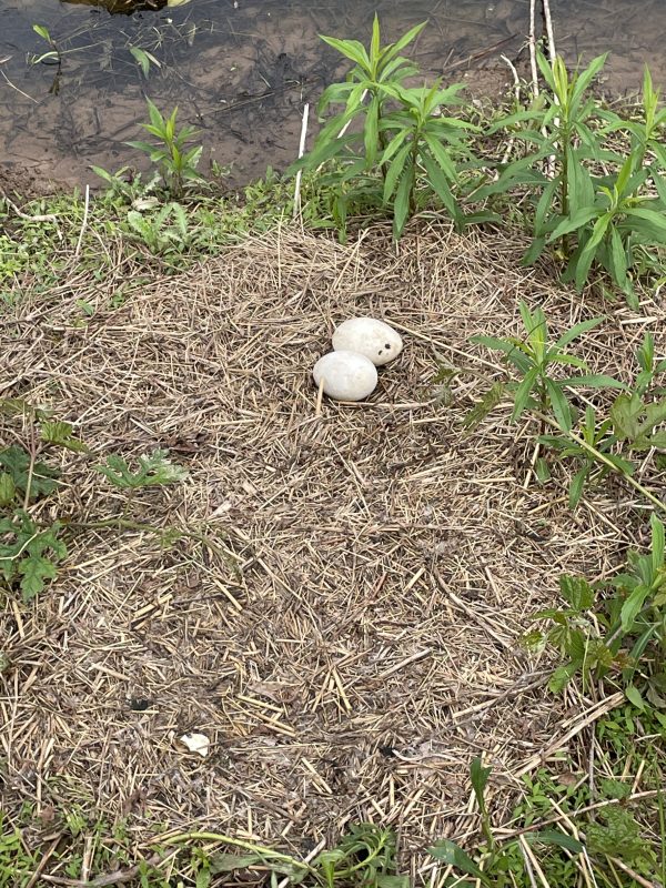 Discarded pair of goose eggs