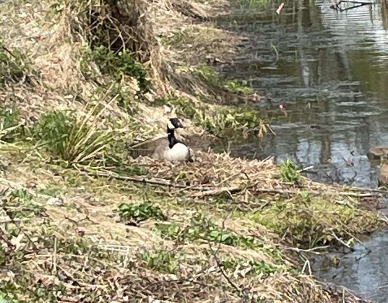 Mother goose in her nest incubating eggs