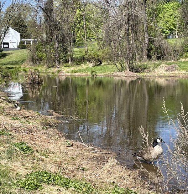 Nesting pair of Canadian Geese.