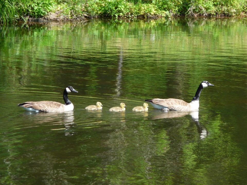Three baby Canadian geese