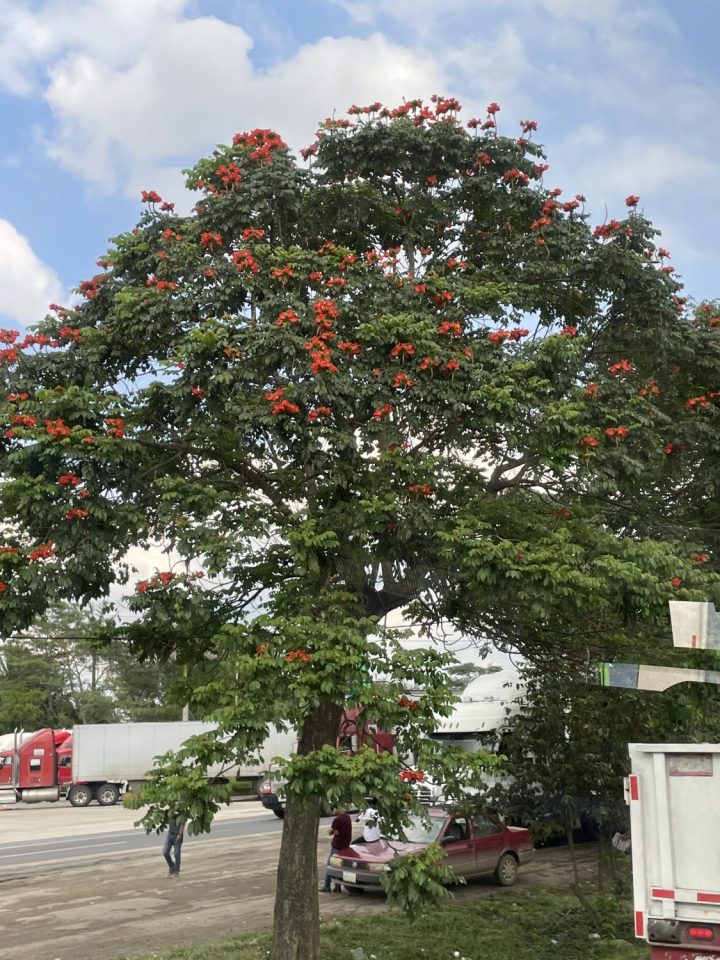 En route to la Venta.