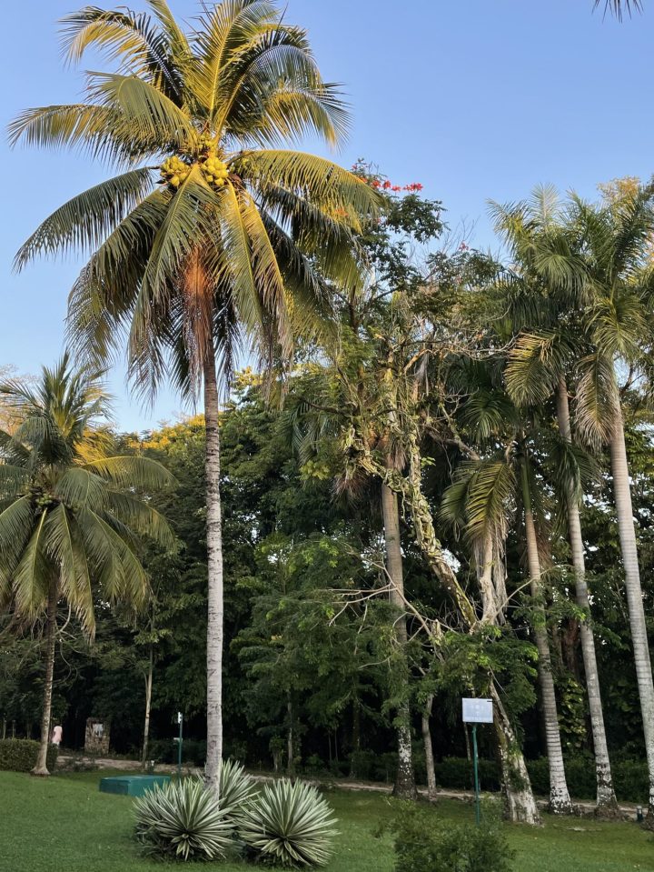 View from my room in Hotel Y Spa Mision Palenque.