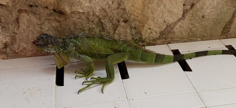 An iguana, Palenque.
