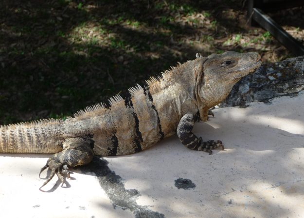 An iguana, Uxmal.