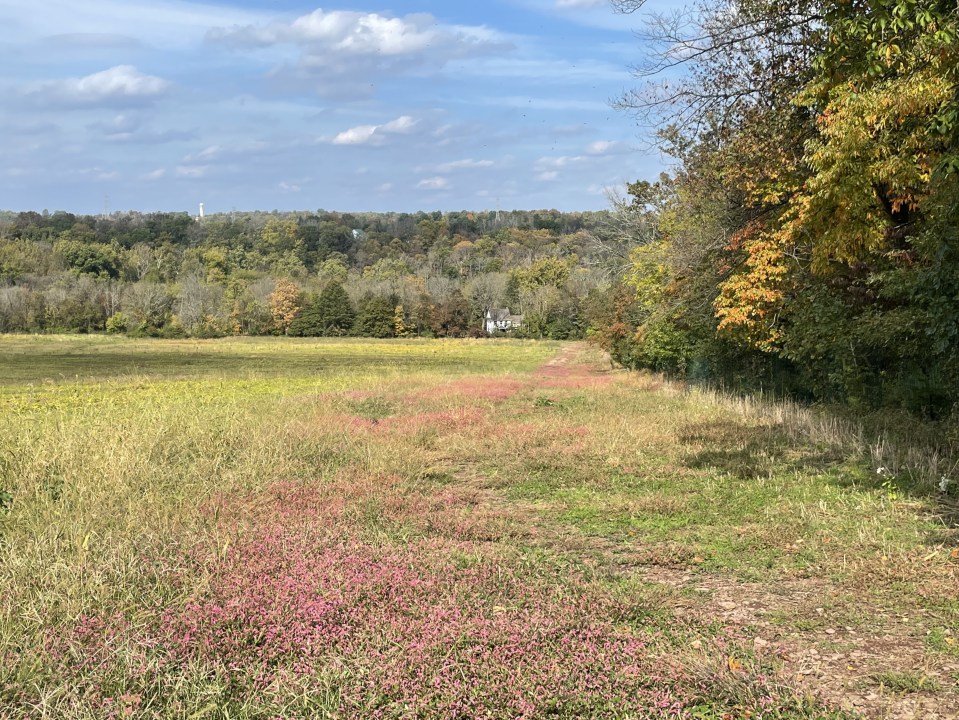 A colorful meadow in the Fall, Tyler State Park, PA.