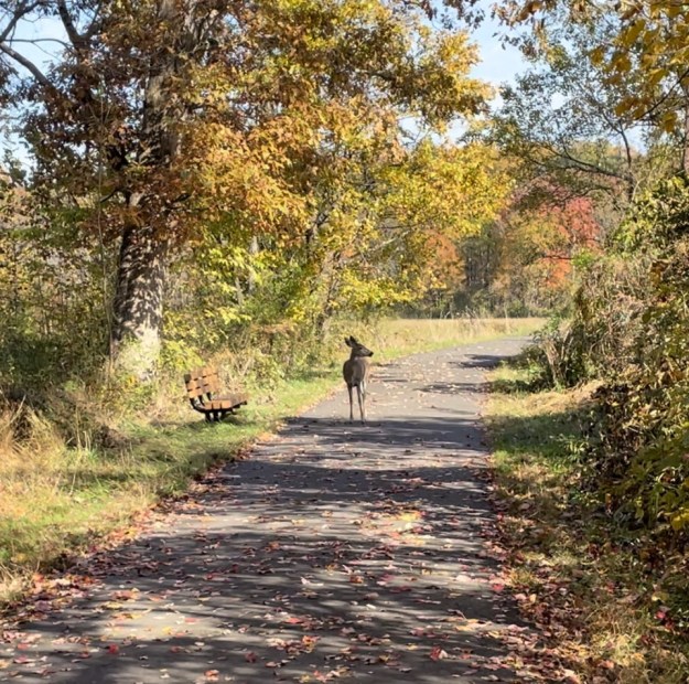 A deer observing me closely, Tyler State Park, PA.