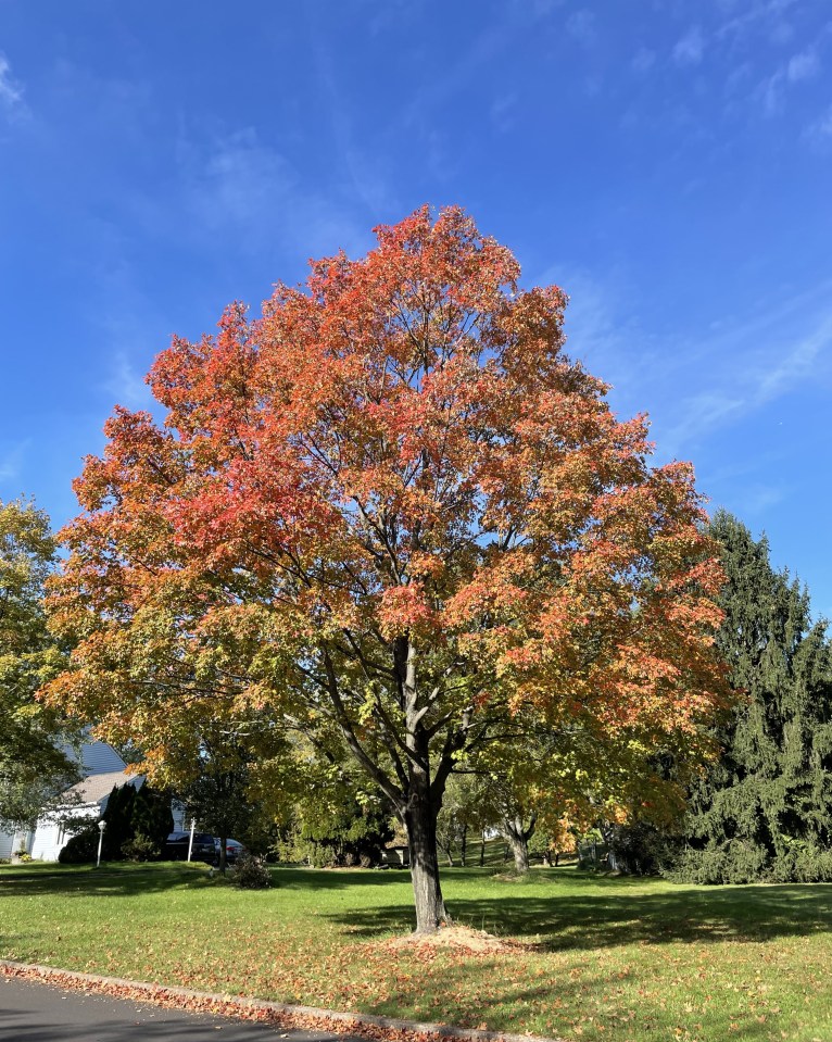 Gorgeous Fall Colors, Tyler State Park, PA.