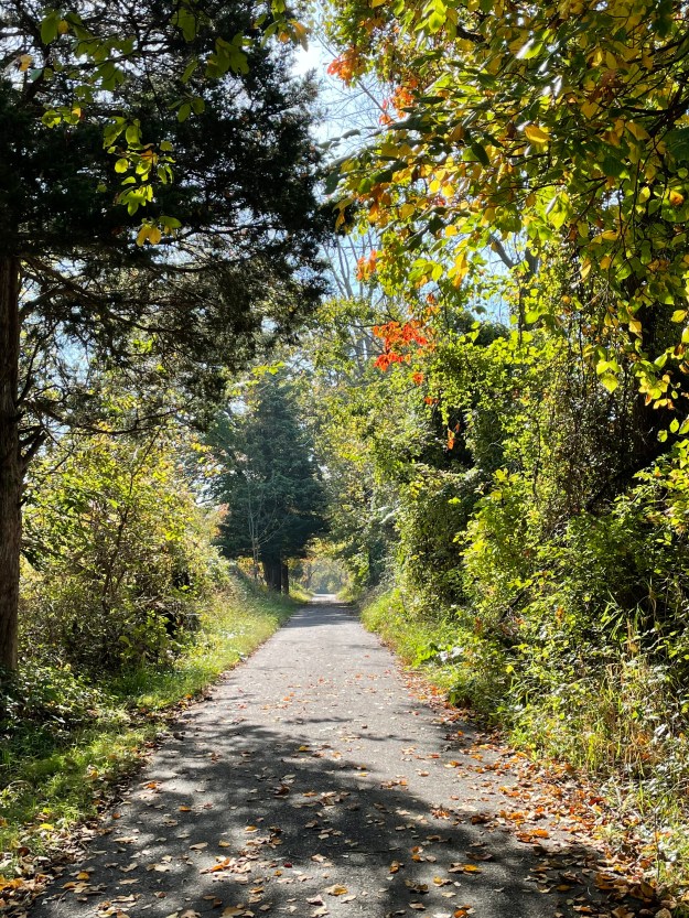 Fall colors, Tyler State Park, PA.