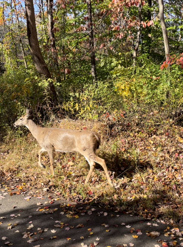 A deer in Tyler Park, Bucks County, PA.