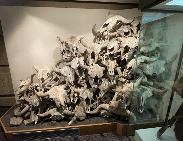 Buffalo skulls.