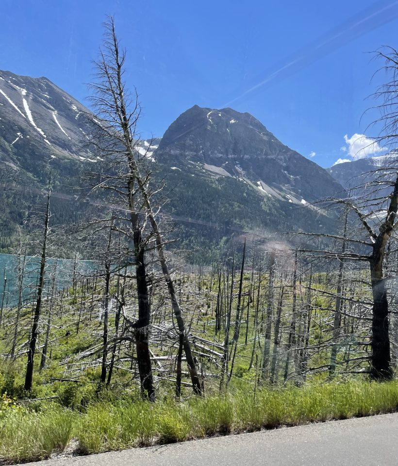 Burnt trees, Glacier National Park, Montana.