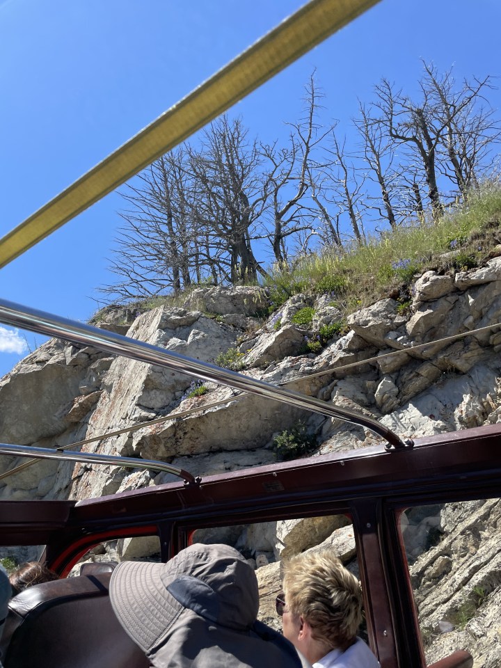 Burnt trees in Glacier National Park.