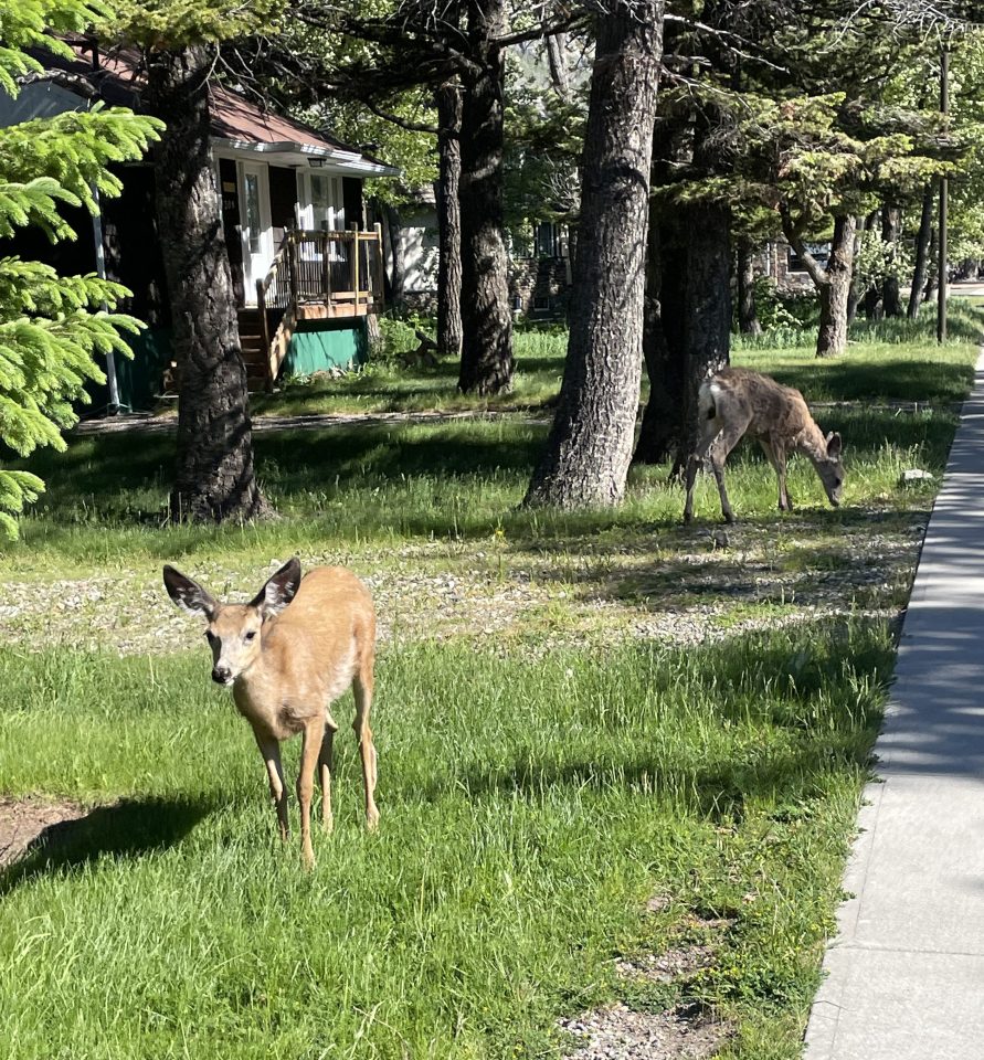 Deer in Waterton, Canada.