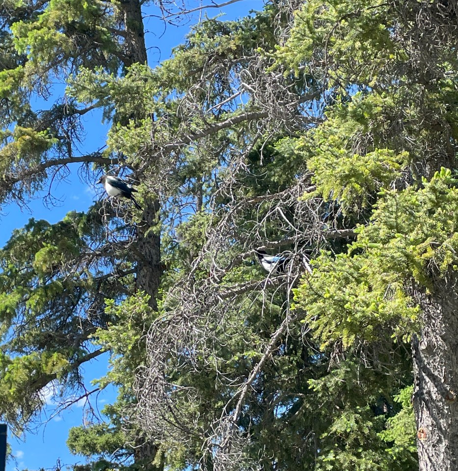 Chattering lack-and-white magpies in the trees, Banff.