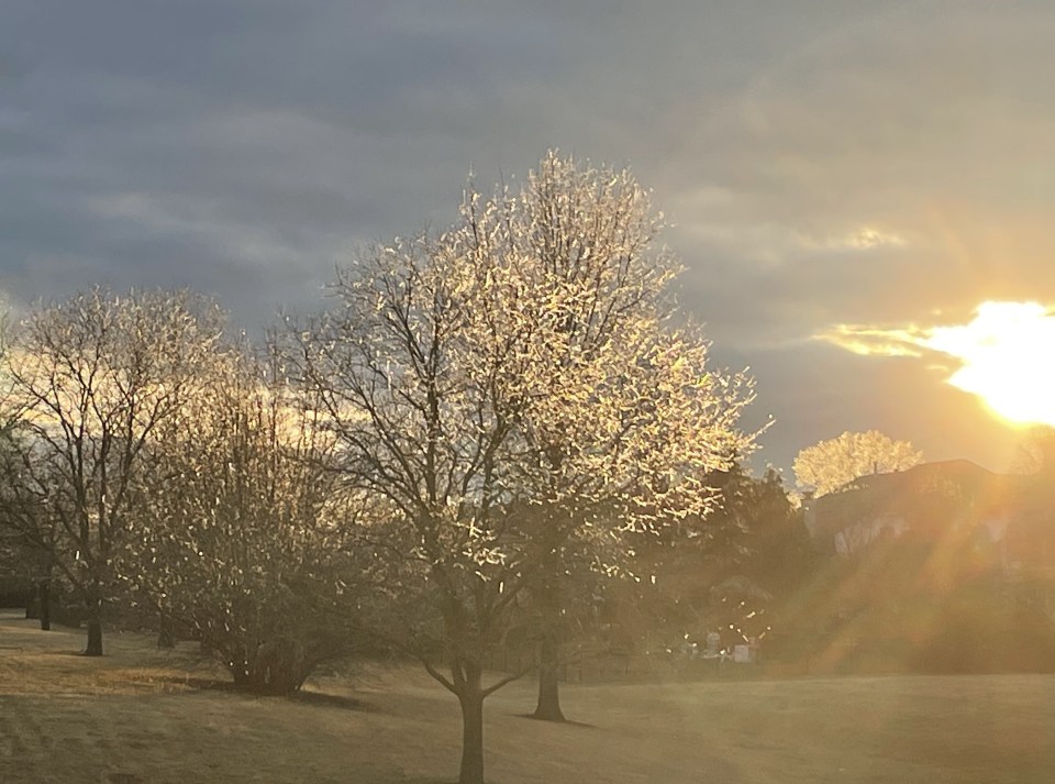Sunlight reflected off icicles hanging from trees. Looks like spring flowers in February.