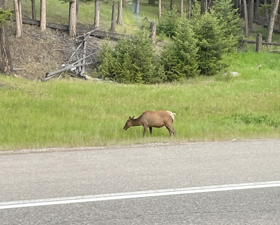 Elk gazing by the road near our lodges in Jasper.