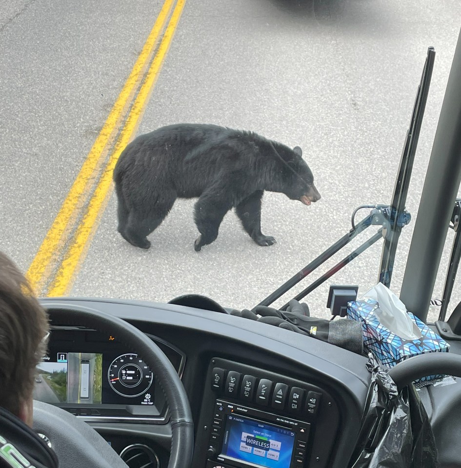 A black bear crossing the road in front of our bus, Jasper National Park.