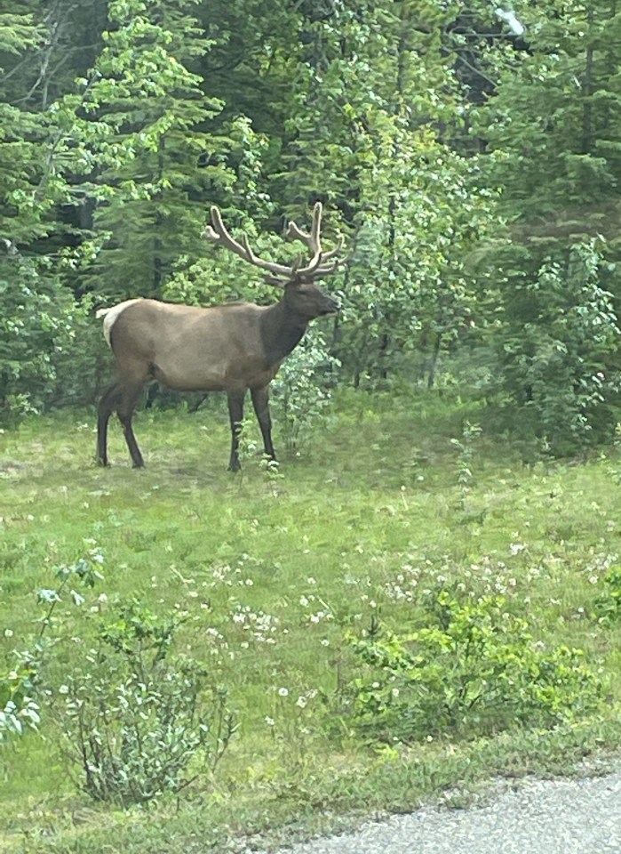 A superbly antlered bull elk observing us as we drove past.