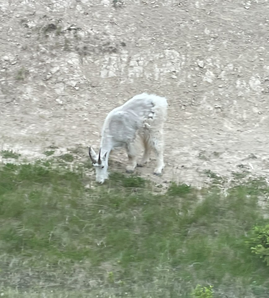 A white mountain goat grazing by the roadside, Alberta, Canada.